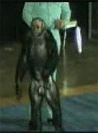 Humanzee Are Possible?